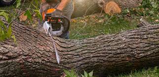 Trusted Mount Olive, MS Tree Care Experts