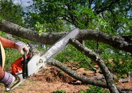 How Our Tree Care Process Works  in  Mount Olive, MS